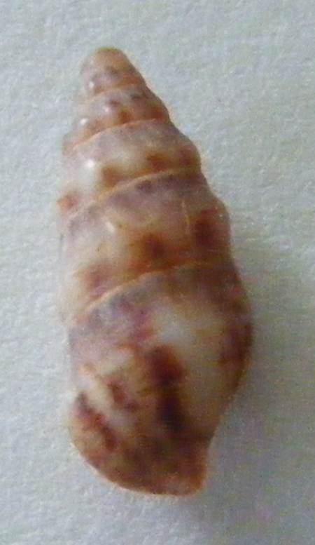 Cerithium?